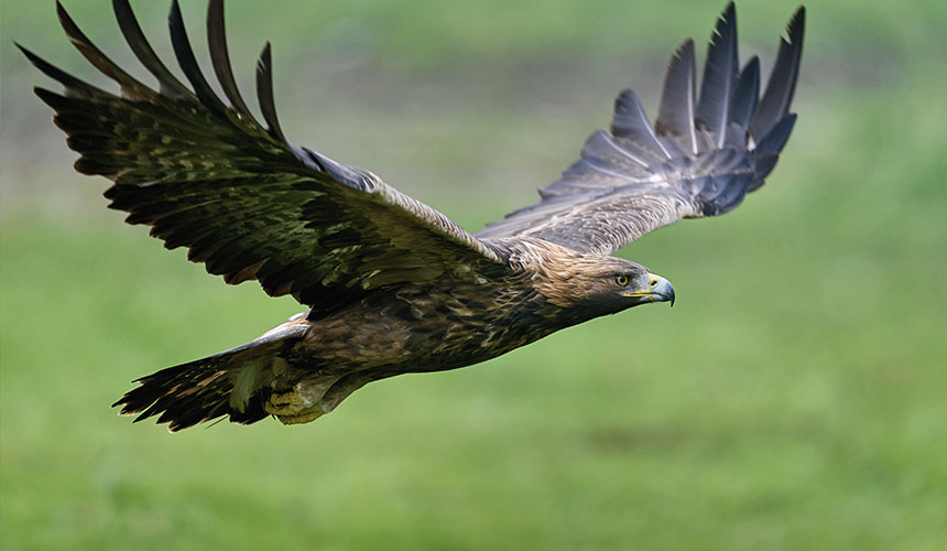 Et natureventyr til Spaniens to vildeste nationalparker